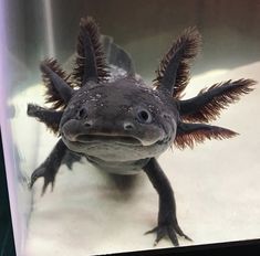 GFP Axolotl for Sale