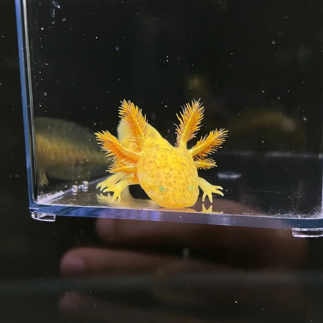 GFP Copper Axolotl for Sale GFP Copper Axolotl for Sale