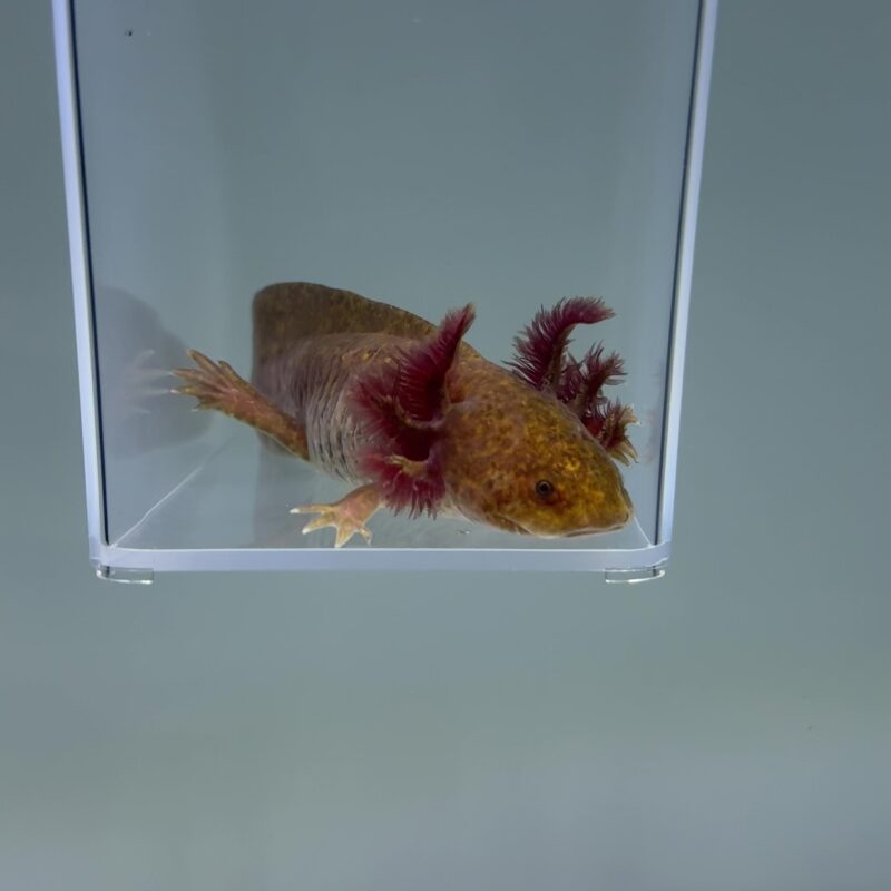 Axolotl For Sale