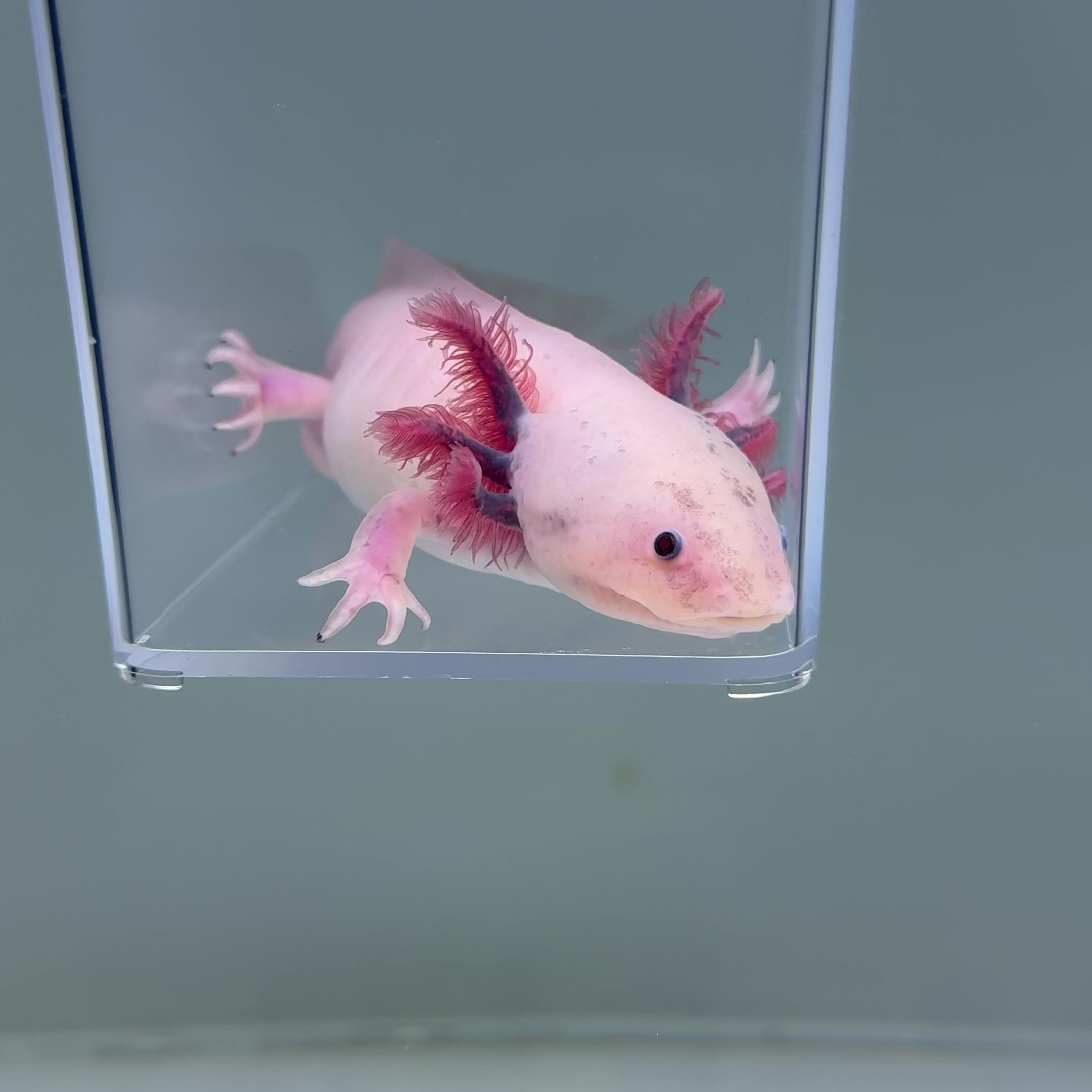 Axolotl for sale Axolotl For Sale
